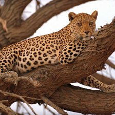 большая кошка