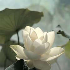 Схема вышивки «Белый лотос»