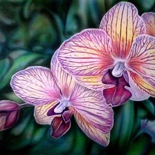 Схема вышивки «орхидея»