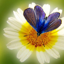 Схема вышивки «бабочка на ромашке»