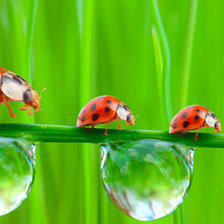 божьи коровки