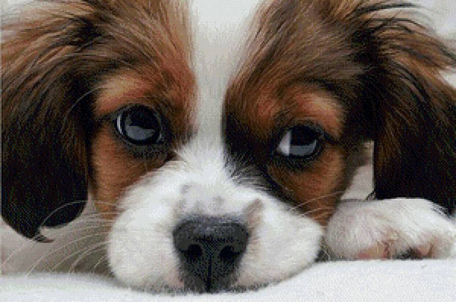 Собачка - предпросмотр