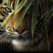 Схема вышивки «тигр»