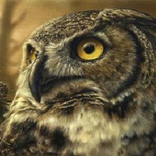 Схема вышивки «сова»