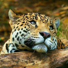 Схема вышивки «леопард»