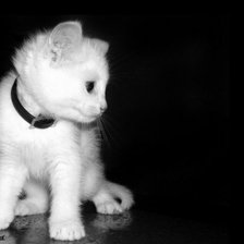 Схема вышивки «котик»