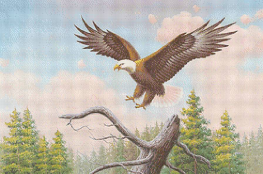 Орел - орел, птицы - предпросмотр