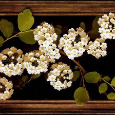 Схема вышивки «белые цветы»