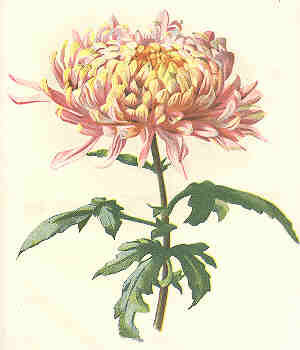 Хризантема - азия, цветы, восток - оригинал