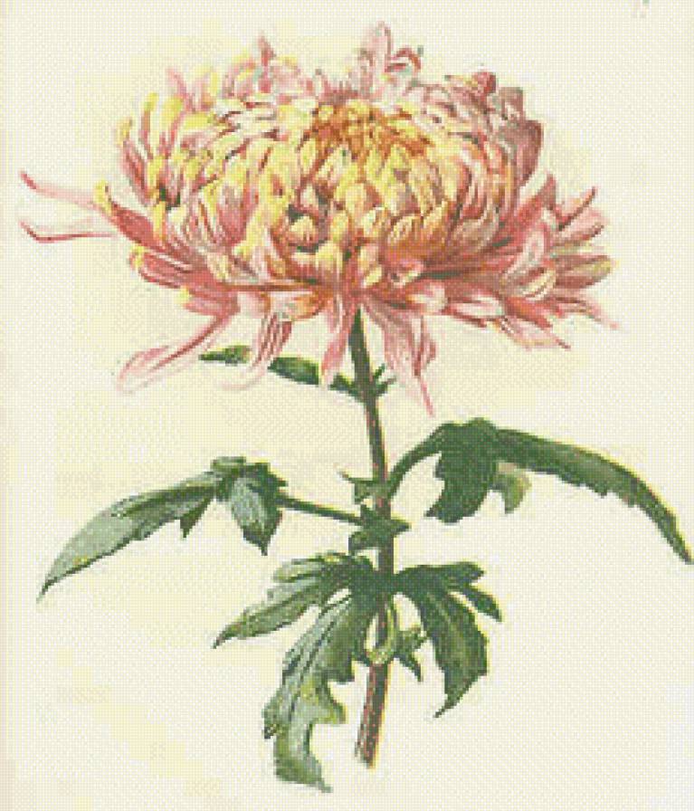 Хризантема - цветы, восток, азия - предпросмотр