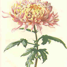 Схема вышивки «Хризантема»