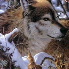 Схема вышивки «Волки диптих часть 1»