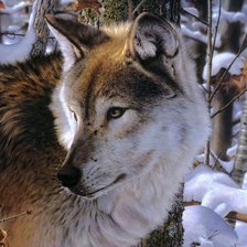 Схема вышивки «Волки диптих часть 2»