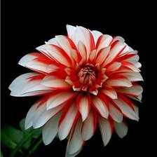 Схема вышивки «георгин»