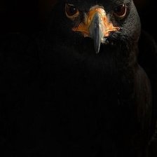 Схема вышивки «ястреб»