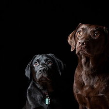 Схема вышивки «собачки»