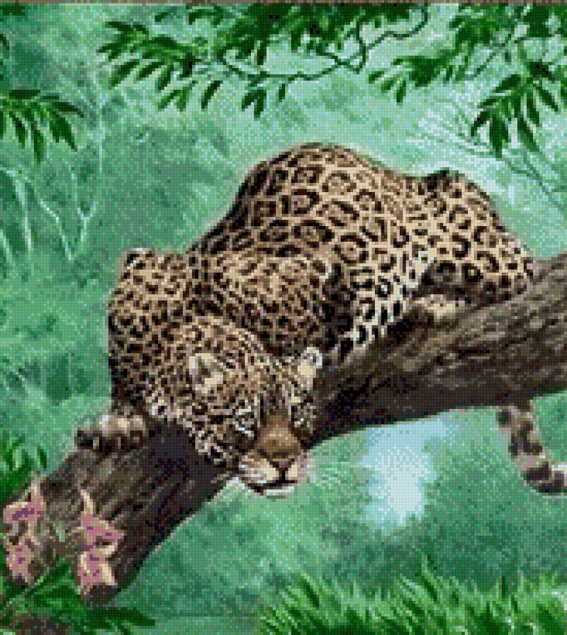 леопард - дикие кошки, вода, животные, коты, леопард - предпросмотр