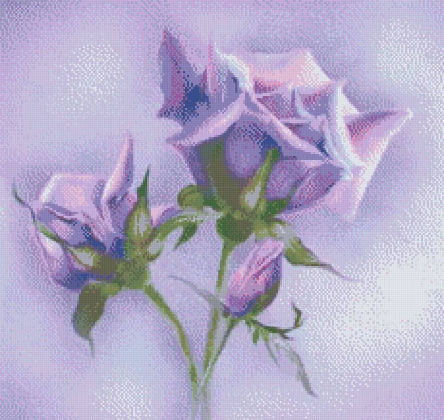 сиреневая роза - цветы, розы, красиво - предпросмотр