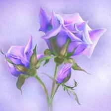 сиреневая роза