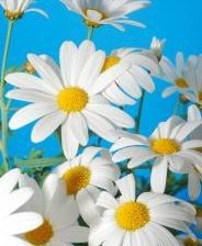 Схема вышивки «Ромашки»