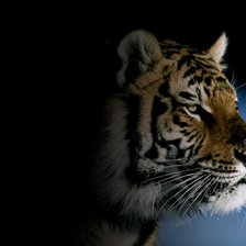 Схема вышивки «Тигр»