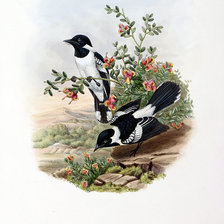 Схема вышивки «Серия "Птички-невелички"»