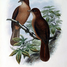 Схема вышивки «Серия "Птички-невелички"»