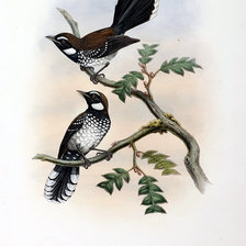 Схема вышивки «Серия "Птички-невелички"»