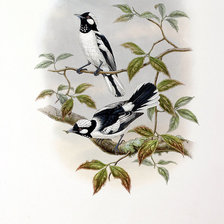 Схема вышивки «Серия "Птички-невелички"»