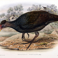 Схема вышивки «Серия "Птички-невелички"»