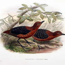 Схема вышивки «Серия "Птички-невелички"»