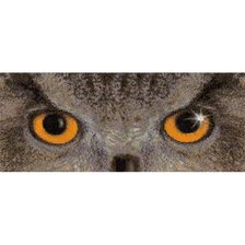 Схема вышивки «взгляд совы»