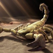 Схема вышивки «скорпион»