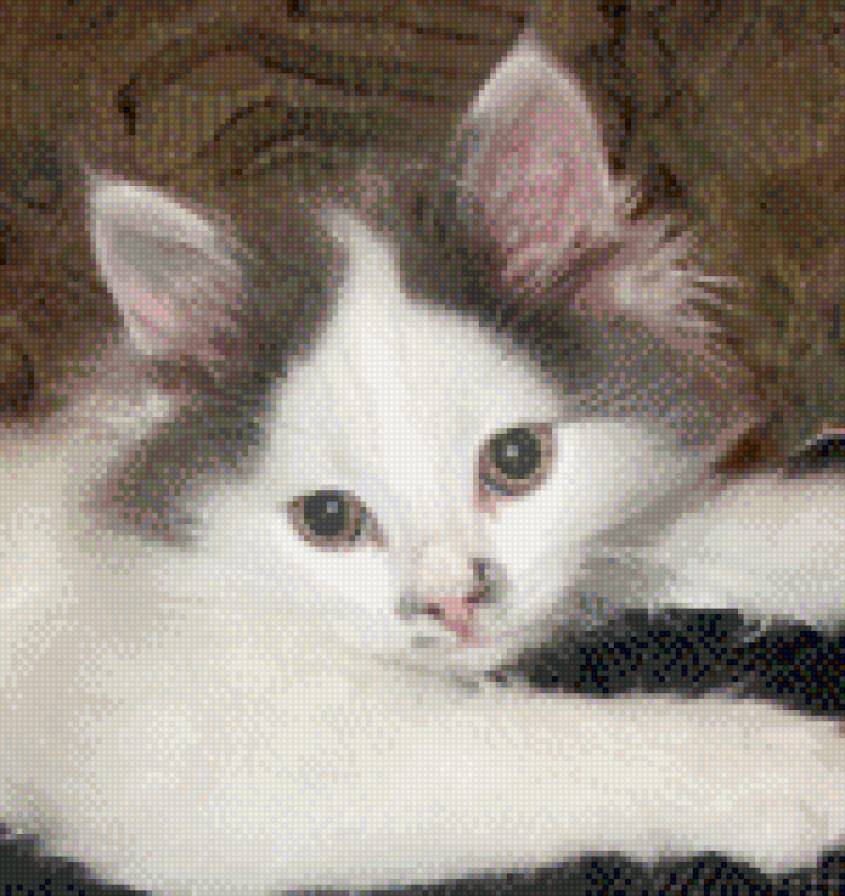 боня 2 - предпросмотр