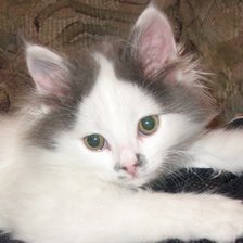 Схема вышивки «боня 2»