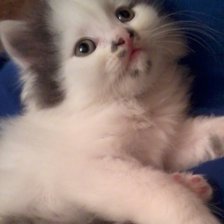 Схема вышивки «боня3»