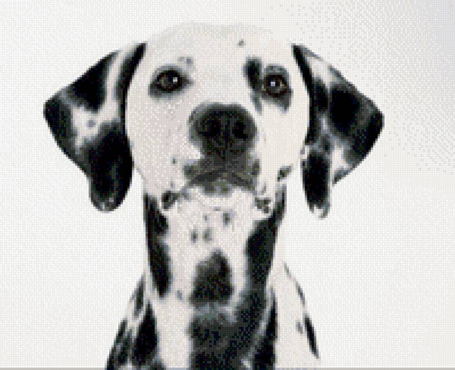 красавчик - забавные животные - предпросмотр