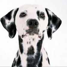 Схема вышивки «красавчик»