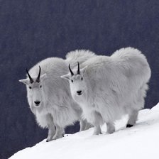 Схема вышивки «красавчики»