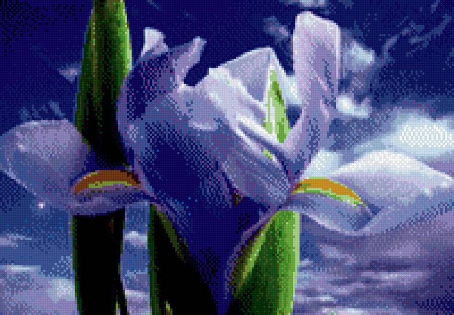 цвет - цветы - предпросмотр