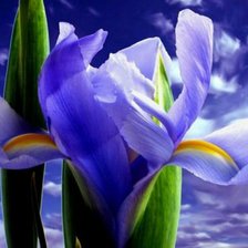 Схема вышивки «цвет»