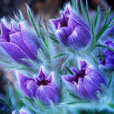 Схема вышивки «букет»