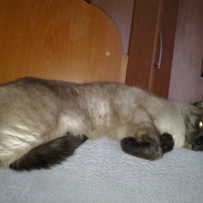 Схема вышивки «Барсик»