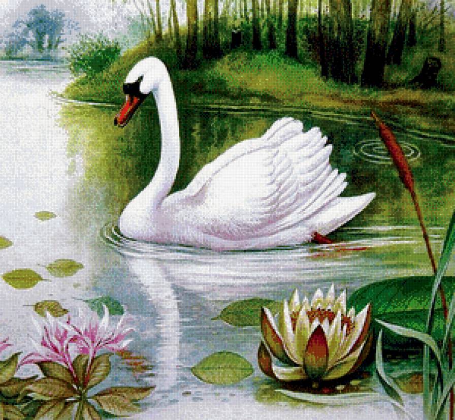 Лебедь - лебеди, птицы, лилии, озеро - предпросмотр
