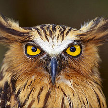 Схема вышивки «Филин»