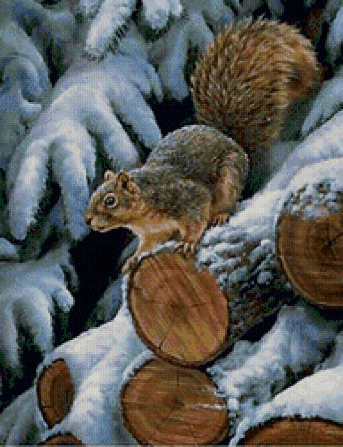белочка - .природа, белочка, зима, лес - предпросмотр