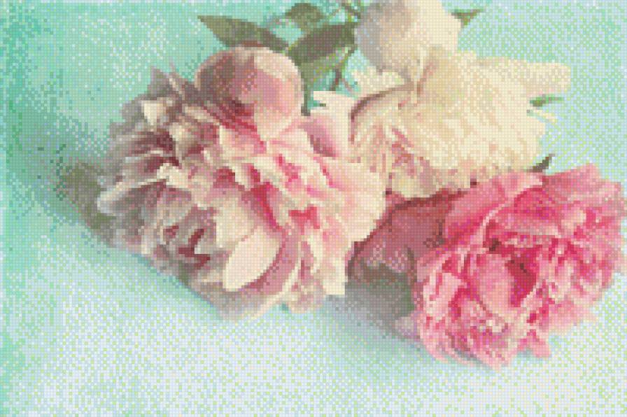 Георгины - георгины, пастель, нежность, цветы - предпросмотр