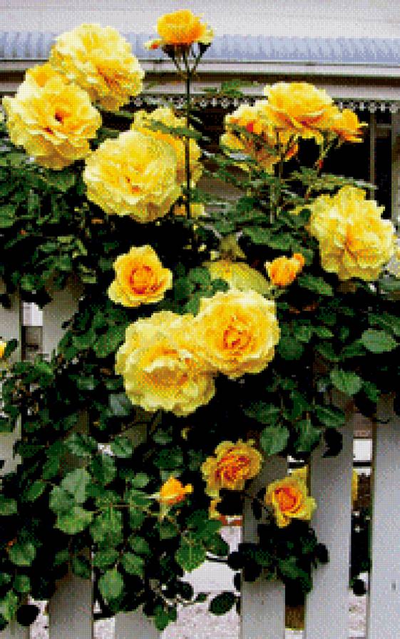 розы на заборе - куст, роза, цветы - предпросмотр