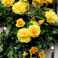 Схема вышивки «розы на заборе»