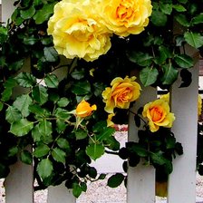 Схема вышивки «розы на заборе часть 2»